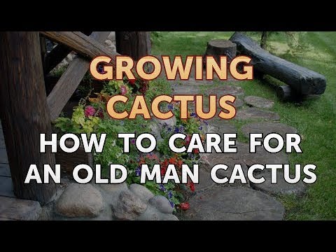 How to Make a Cactus Grow Faster