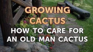 How to Care for an Old Man Cactus