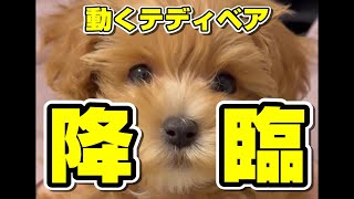 マルプーのぷりんがやってきた