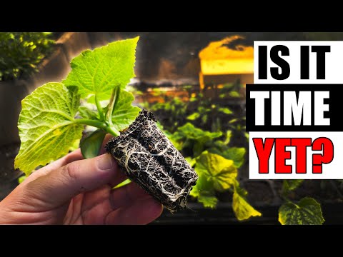 Solutions To Blossom End Rot In Tomatoes etc