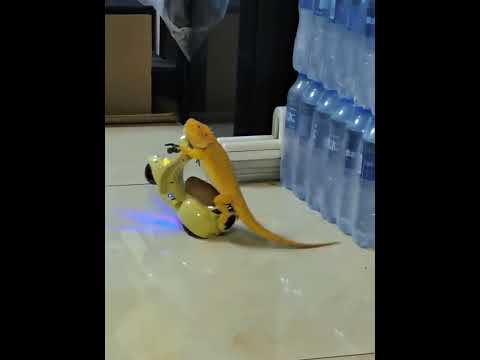 Crazy pets at home 😭 #trollface #troll #edit #shortfeed