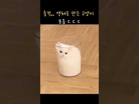 충격적인 액체로 만든 고양이 수준