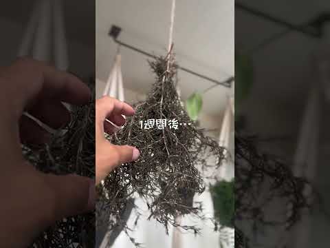 ローズマリーが白くなるのはなぜですか?この葉についている白い粉は何ですか？そして、どうすればそれを取り除くことができますか？  庭園