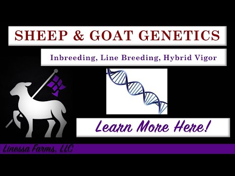 , title : 'Sheep and Goat Genetics:  Inbreeding, Line Breeding, and Hybrid Vigor. What You Need to Know!'