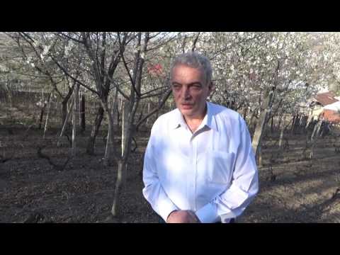 Drumul vinului Fintesti (prezentare romana)