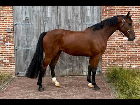 Emir NH Z ☆ (ELDORADO VAN DE ZESHOEK x QUASIMODO VAN DE MOLENDREEF) - Video 2 video thumbnail