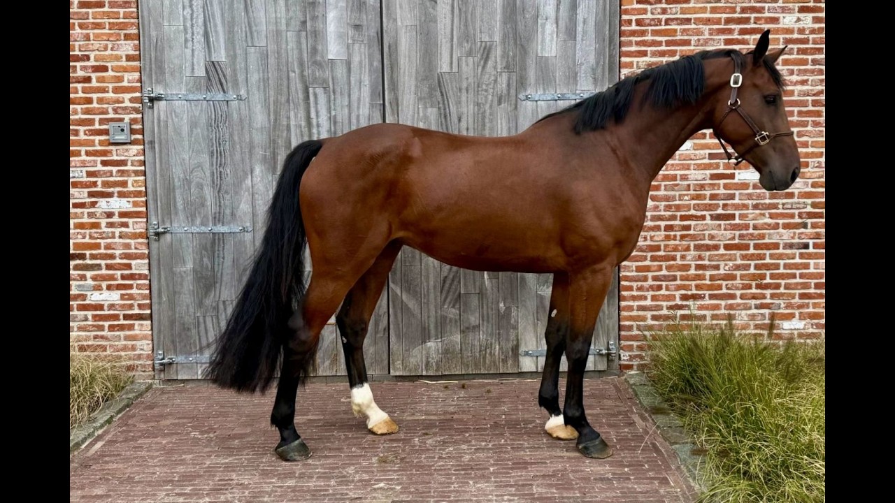 Emir NH Z ☆ (ELDORADO VAN DE ZESHOEK x QUASIMODO VAN DE MOLENDREEF) video 1