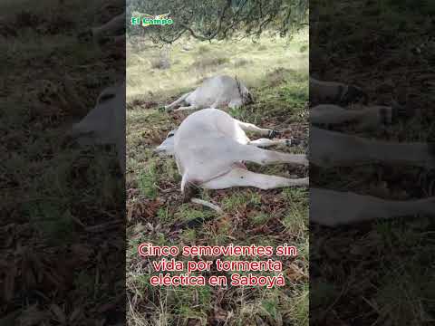 ⚡🐄Tragedia para campesinos de Saboyá: rayo acaba con vida de cinco reses en  vereda Monte de Luz 🌧️