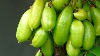 AFTER WATCHING THIS YOU WILL SURELY EAT KAMIAS EVERYDAY!