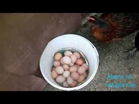 , title : 'Ataks yumurta toplama. ataks yumurta tavuğu. ataks yumurta rengi. ataks yumurta.'