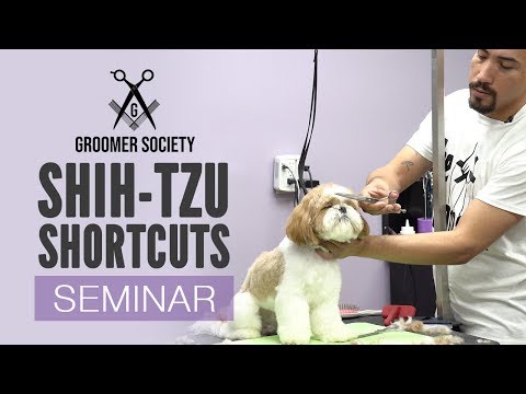Groomer Society| Shih-Tzu Shortcuts With Joshua Morales (Live Seminar Preview)