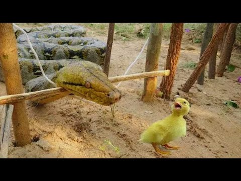 Simple Snake Trap - Catch a Snake By Using Awesome Snake Trap Technology | easy Snake trap