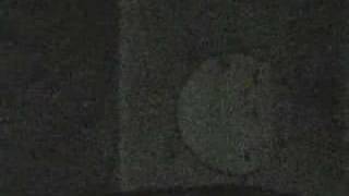 Barred Owl - Nov 4, 2am Monkey Call - Part1