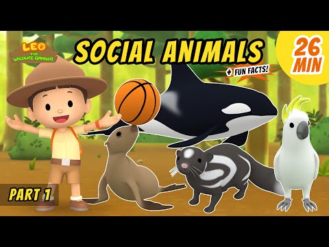Social Animals (Part 1/3) - Exciting & Educative Animals Stories for Kids | Leo the Wildlife Ranger