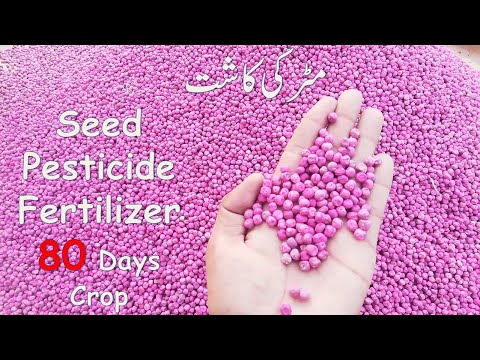 , title : 'Peas Farming | How to grow Peas | Allah Tawakal Agricultural Farm | Aleena Pak F1 Seed | Episode #1'