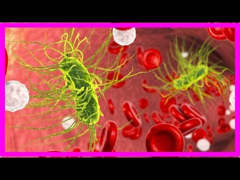 Entschlüsselt: So bilden Bakterien Resistenzen gegen Antibiotika