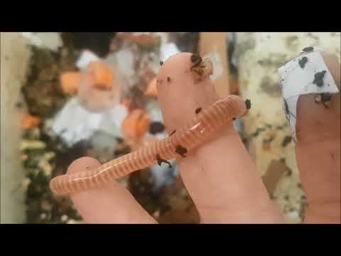 Belfast Worm Farmer - Episode 15
