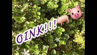 My little song…??🎧 ||😀✌️Hope you enjoy! #pt1 || Stay tuned for #pt2 !!