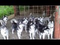 Hungry pack of dogs / Стая голодных собак 