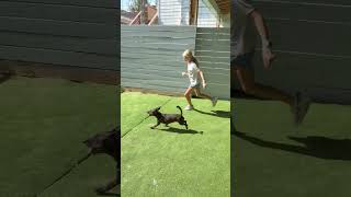 Video preview image #1 Chiweenie Puppy For Sale in The Woodlands, TX, USA