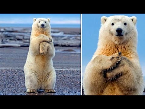 L' Orso Bianco e la festa di compleanno del bambino