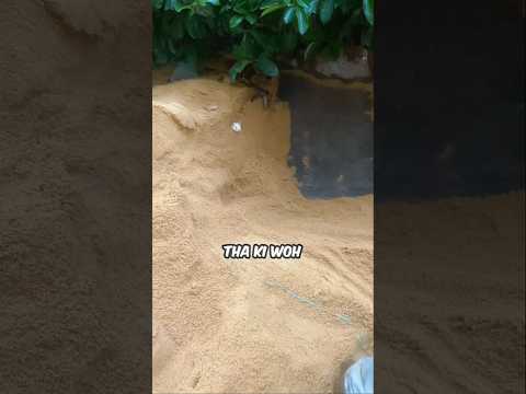 THE HAMSTER WHO DUG TOO FAR