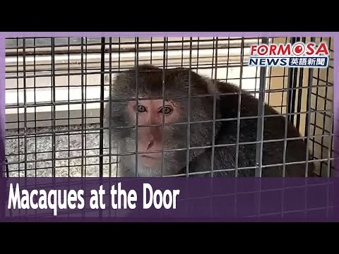 Parade of wild macaques appearing at door of Taitung vet