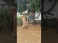 Pinakkamano Ennodinakkamano