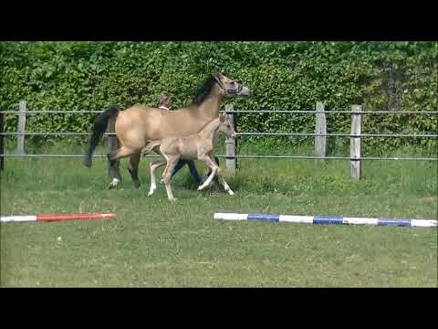 Reitpony Hengstfohlen v. Darubi Gold x Classic Dancer x Black Boy