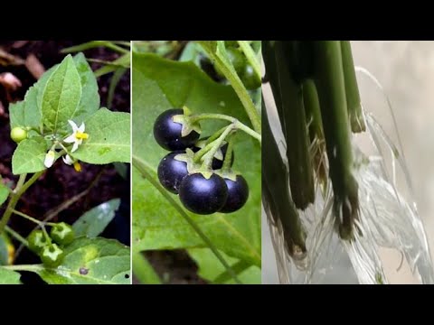 grow sunberry roots and Leaf  only 2 days / fastest roots grow in house