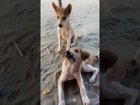 MaShaAllah ❤️ Baby dog  #cutepuppy #4k #trending #subscribe #viral #video #share #fypシ #cute #dog