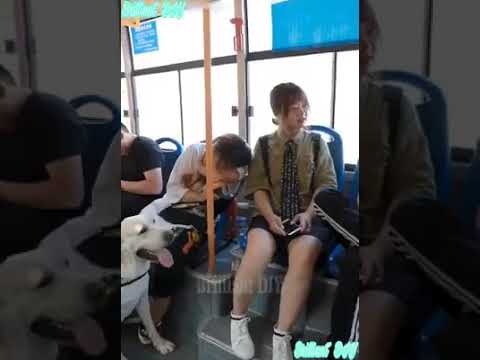 Anjing Pintar...nice gukguk.good dog