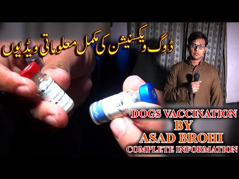 Dogs Vaccination by Asad brohi complete video must watch JAIC In Urdu/Hindi