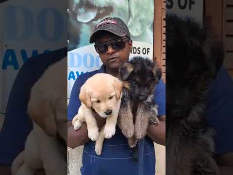 Labrador & GsD Puppy #dog #pets #pradiptamitra #doglover