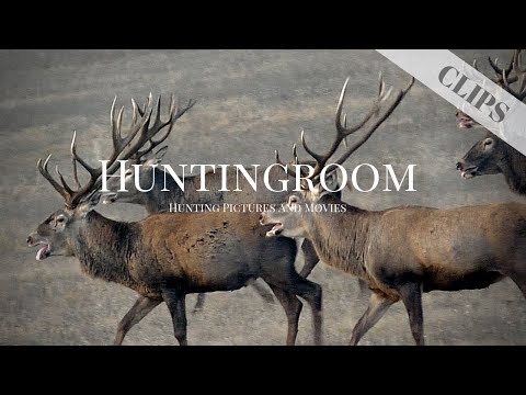 Riesen Rotwildrudel mit kapitalen Rothirschen in Ungarn - HUNTINGROOM Clips #4