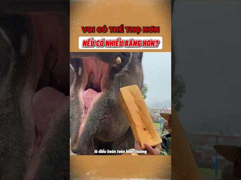 Voi Có Sống Lâu Hay Không Là Nhờ Răng?