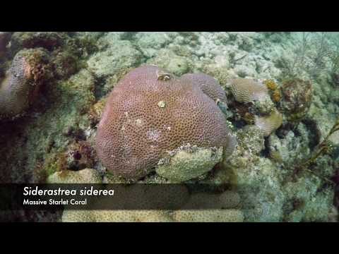 Siderastrea siderea - Massive Starlet Coral