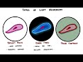 Microscopy Explained | Light, Phase Contrast, Fluorescence & Electron Microscopy