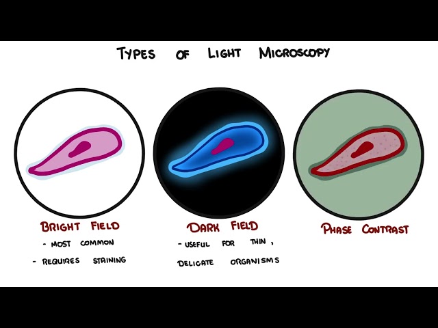 Microscopy Explained | Light, Phase Contrast, Fluorescence & Electron Microscopy
