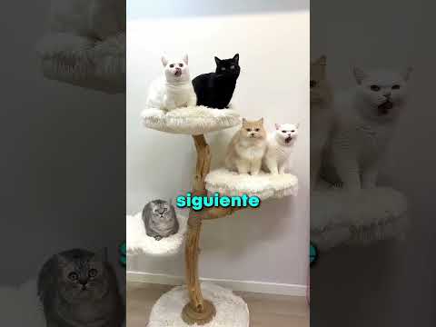 TRUCO PARA AUE TUA GATOS SE PORTEN BIEN!! 😯