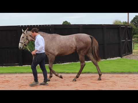 2021 October Yearling Sale - Lot 193 f. MASTERCRAFTSMAN x AVENUE DARGENT