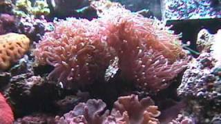 preview picture of video 'Reef Aquarium 125 gallon 03/23/2009'