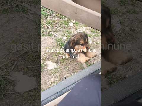 Am găsit un cățeluș abandonat pe câmp 🐶❤️ S-a ținut după mașina mea până l-am luat acasă! #shorts
