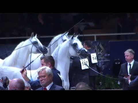 Memories of Aachen 2018 - All Nations Cup - Part 11 - Stallion Championship