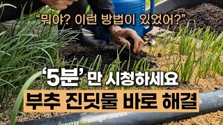 한번 심어 평생먹는 부추 병충해 이렇게 해결하세요 | 부추 진딧물 가장 쉽게 해결하는 방법 #진딧물 #에너지…