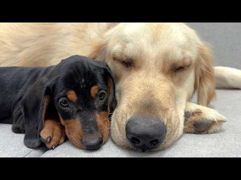YouTube 썸네일