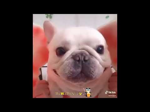 КОТИКИ ЛЮБЯТ НАС УДИВЛЯТЬ СВОИМИ ПРИКОЛАМИ!!! ЭТО НУЖНО УВИДЕТЬ!!! FUNNY CATS 2019