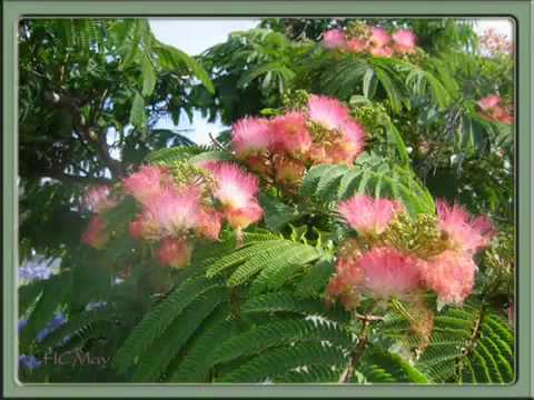 Tôi xa người Sheet - Duy Trác