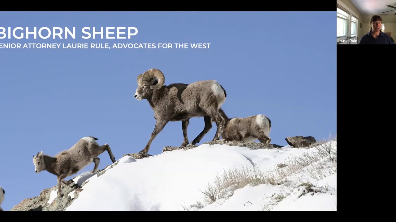 6/26/20 SDH – Public Lands Grazing & Impacts to Wildlife