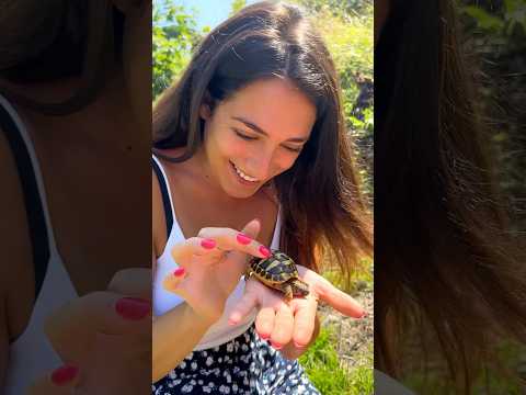 What would you call it? #turtle #redariablu #animals